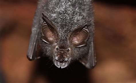 The insect-eating bats of Chikmagalur - IndiaBioscience