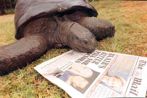 Jonathan the Seychelles Tortoise Is the Oldest Known Living Land Animal in the World at 190