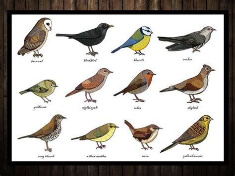 Songbirds Identification Chart Print A3 - Zoology - Ornithology - Bird ...