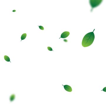 Daun Kelor PNG Transparent Images Free Download | Vector Files | Pngtree