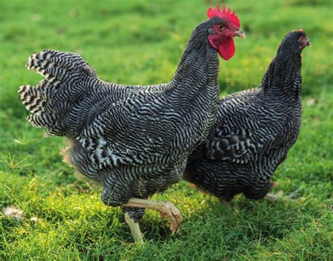 Barred Plymouth Rocks - Heritage Pullets | Chickens backyard, Best egg laying chickens, Chickens