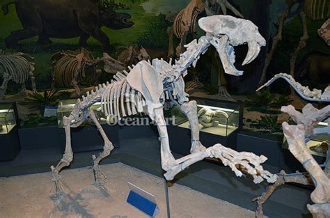 simulated animal skeleton animal skeleton specimen from China manufacturer - Zigong Dino Ocean ...