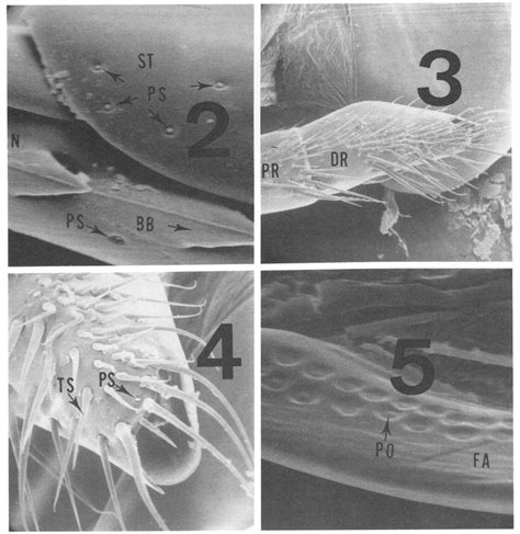 -Scanning electron micrographs of sensory structures on the venom... | Download Scientific Diagram