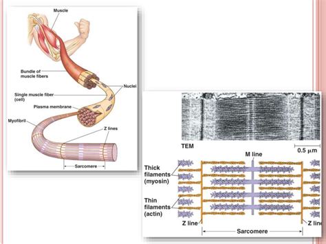 Human locomotion system - online presentation