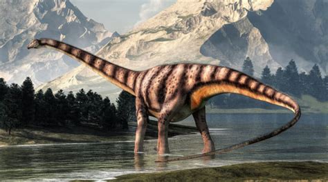 Diplodocus Animal Facts | Diplodocus longus - Wiki Point