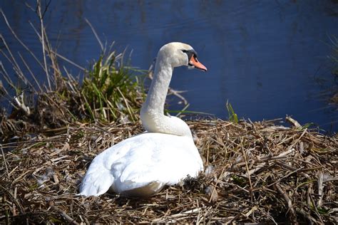 Free photo: Swan, Nest, Breed, Sweltering Swan - Free Image on Pixabay - 798436