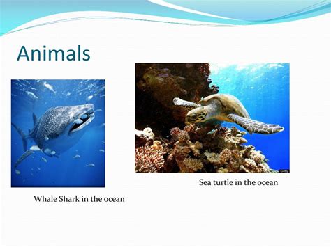 PPT - Ocean biome PowerPoint Presentation, free download - ID:2239292