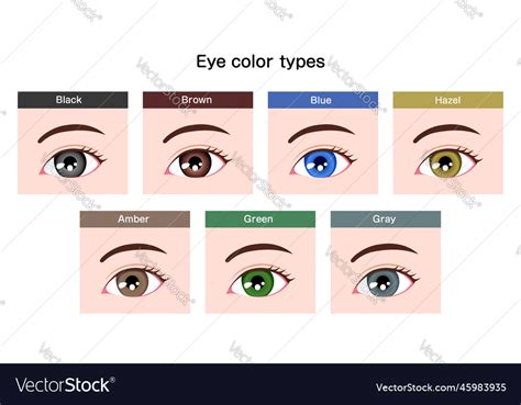 Human pupil eyeball variations eye color types Vector Image