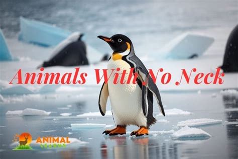 10 Animals With No Neck: Amazing Animal Adaptations | by Animal Learns | Medium