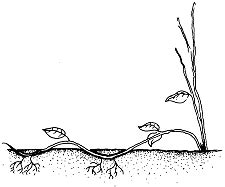 Plant Propagation by Layering | NC State Extension Publications