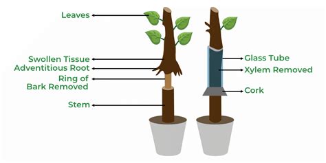 Phloem Transport - GeeksforGeeks