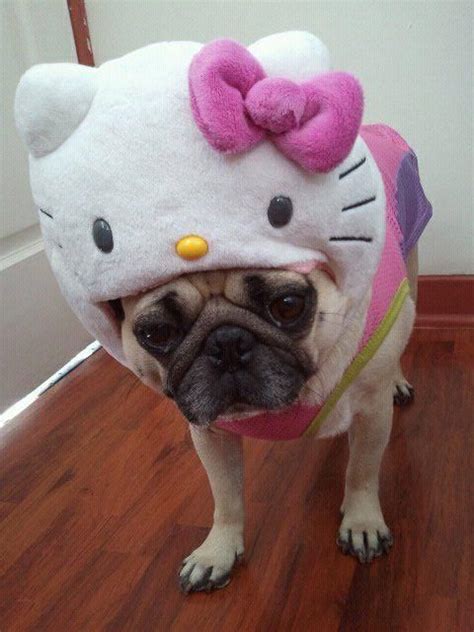 hello kitty dog costume - Memerial.net