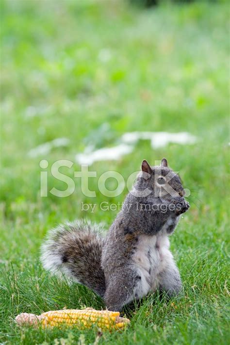 Squirrel Eating Corn Stock Photo | Royalty-Free | FreeImages