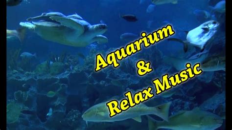 AQUARIUM 54 min Full HD & relax music - YouTube