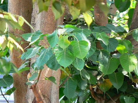 Peepal tree boosts oxygen level in Agra village