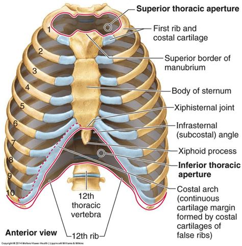 costal margin anatomy – Anatomy facts in 2023 | Thoracic cage, Thoracic, Anatomy