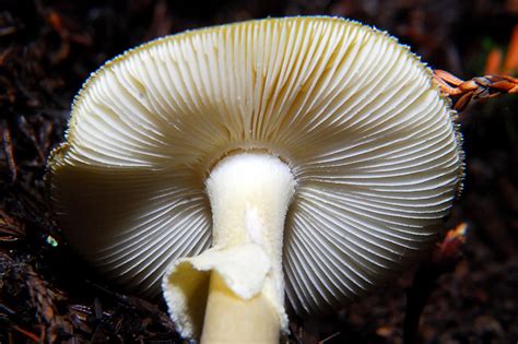 Amanita Phalloides Identification