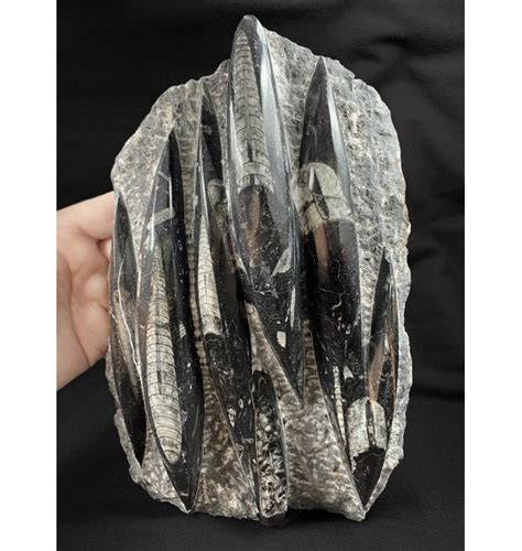 Fossils For Sale | Fossils-UK.com | Devonian Orthoceras (Fossil Squid) Tower Sculpture from ...