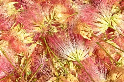 Albizia: The Tree of Happiness - East West School of Herbology