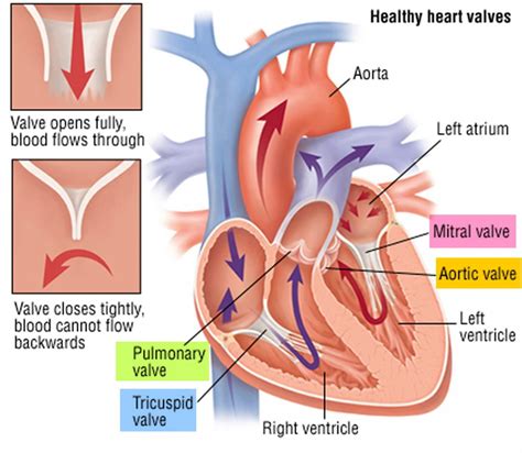 Heart Valves. Function, Purpose and How Many Heart Valves in Your Heart