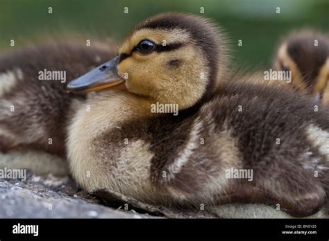 Baby Mallard ducks Stock Photo - Alamy