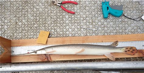 Population Demographics of Shortnose Gar in the Lower Illinois River – Sport Fish Ecology Lab (SFEL)