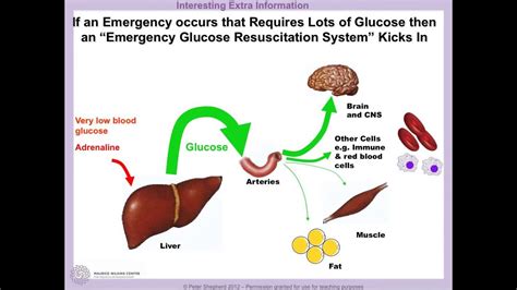 How Does Blood Glucose Maintain Homeostasis