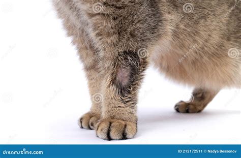 Close-up is Ringworm. the Cat is Sick with Lichaen. Skin Diseases with Fungus. Stock Image ...