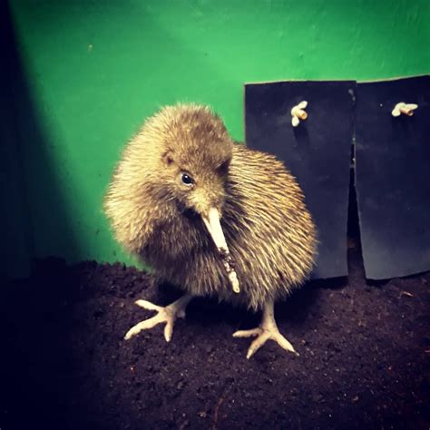 West Coast Wildlife Centre on Instagram: “Caedance the rowi cheekily ...