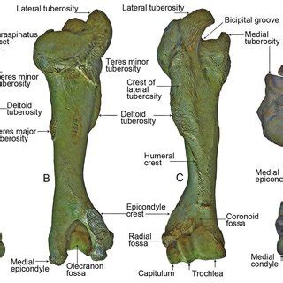 (PDF) New fossils of Bos primigenius (Artiodactyla, Mammalia) from Nihewan and Longhua of Hebei ...