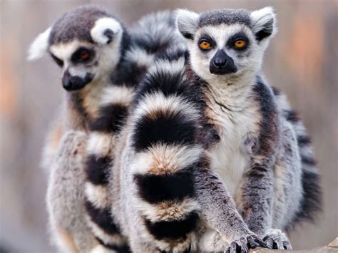 Animal Lemur HD Wallpaper