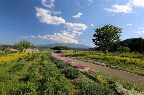 Oishi park - The best view of Mt.Fuji at Kawaguchiko, Natural living center | Kawaguchiko.net