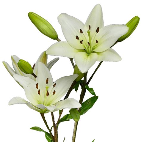 Asiatic Lily, White - Jacksonville Flower Market