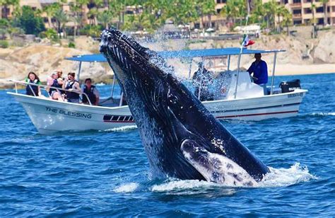 Whale Watching | Cabo San Lucas | Mexico