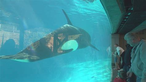 Shamu: Close Up (Underwater Viewing - Day) SeaWorld San Diego - YouTube