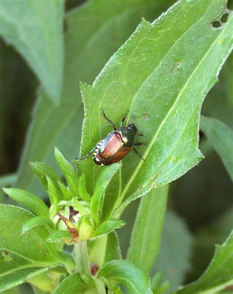 The ultimate guide to killing plant insects.