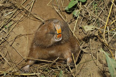 Conover's tuco-tuco digging burrow - Stock Image - C048/3958 - Science ...