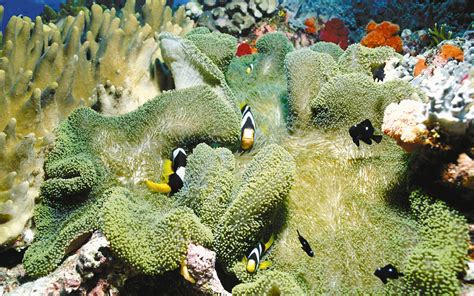 animals, nature, fish, underwater, coral, coral reef, clownfish, sea anemones, biology, reef ...