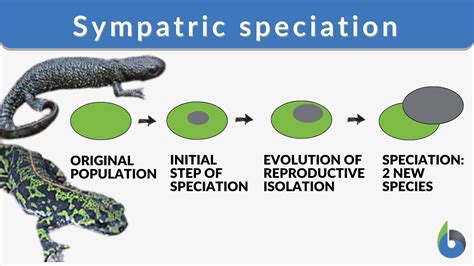 Sympatric speciation Definition and Examples - Biology Online Dictionary