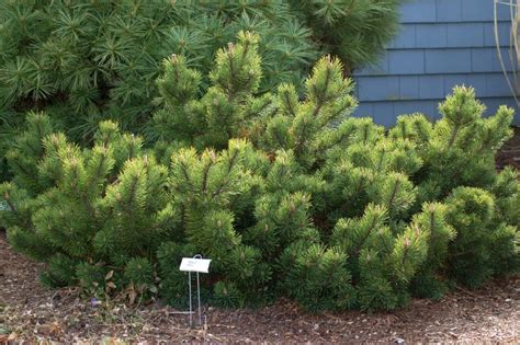 9 Evergreen Shrubs Planted in February for Small Gardens | Prescott eNews