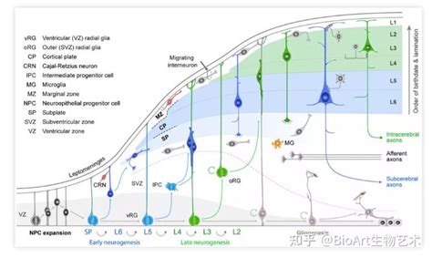 Cell | 人类大脑进化的新机制：神经祖细胞形态的变化促进皮层祖细胞扩增 - 知乎