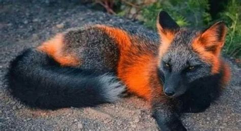 Rare melanistic fox found in Canada jungle | NewsTrack English 1