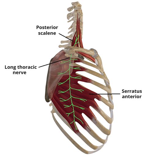 Long Thoracic Nerve - Course - Motor Function - TeachMeAnatomy