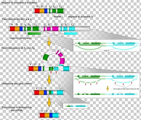 Isotype Antibody Immunoglobulin Class Switching V(D)J Recombination B Cell PNG, Clipart, Angle ...