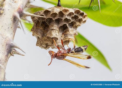 Hornet, or Wasp on the Nest, Close Up, Hanging on the Tree. Stock Photo - Image of wild, black ...