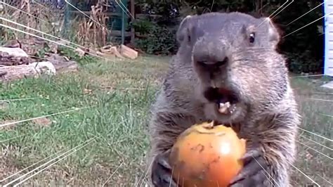 Chunk the Groundhog Steals Food On Camera | All Good - YouTube