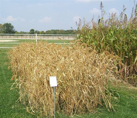 Foxtail millet Facts, Health Benefits and Nutritional Value