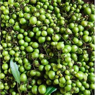 Jual READY 19 JUNI 2022 2KG BUAH GANDARIA / BUAH JATAKE Indonesia|Shopee Indonesia