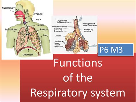 Upper Respiratory Tract Anatomy Functions Diagram