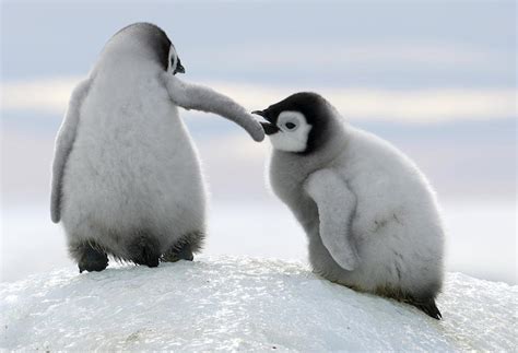 It's Never Been This Easy To Save Threatened Penguins!